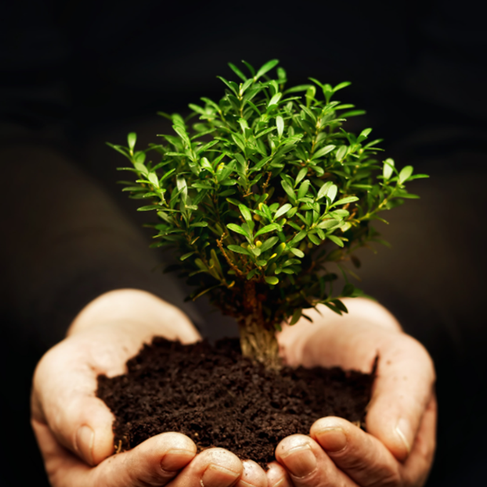 Hands holding a young plant symbolizing personalized wellness plans and natural healing at Balance Naturopathic & Acupuncture.
